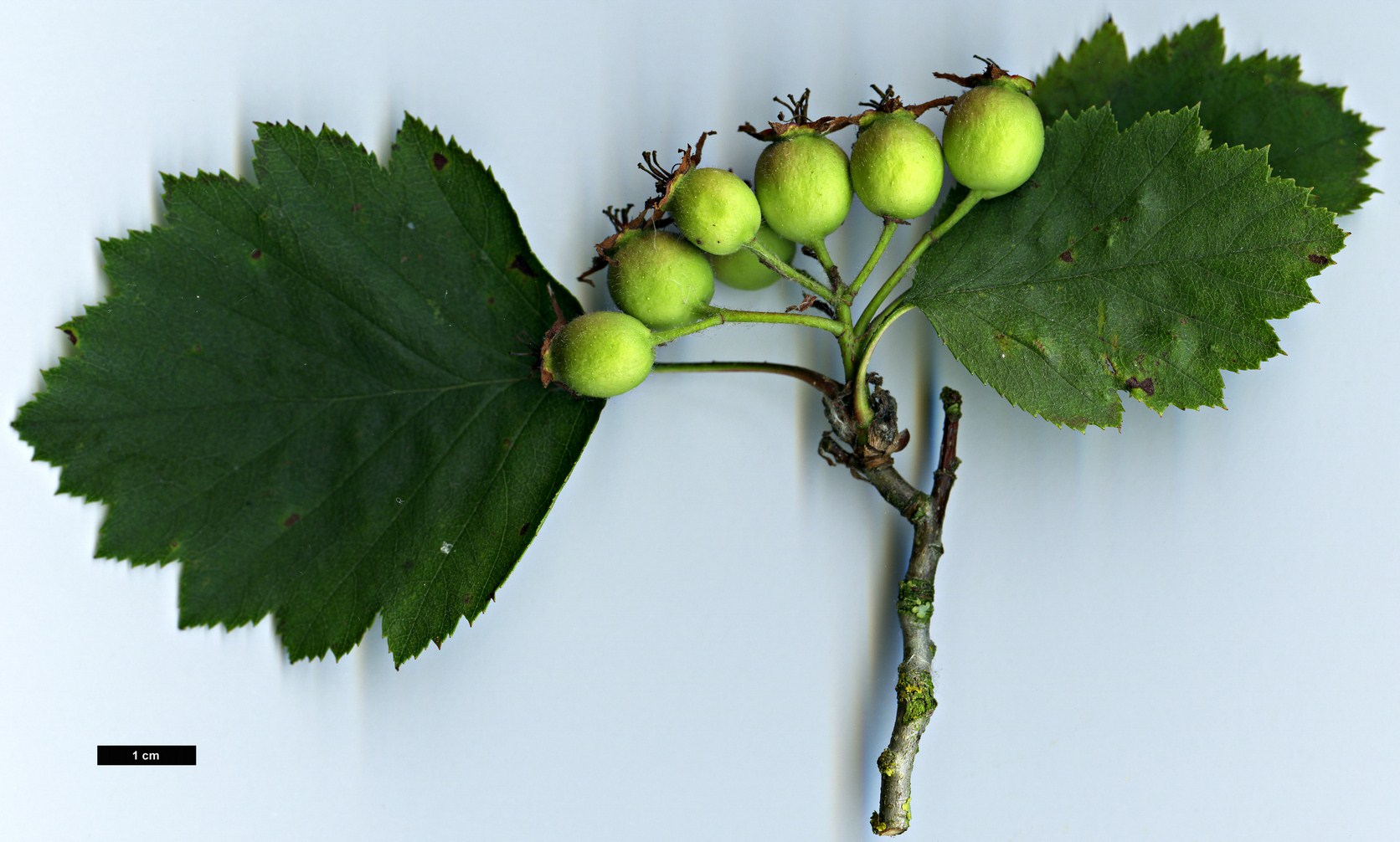 High resolution image: Family: Rosaceae - Genus: Crataegus - Taxon: crassicarpa